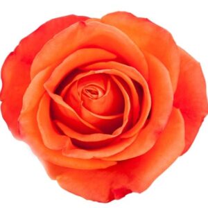 Roses Alive