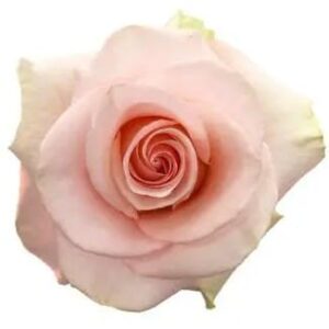 Roses Blessing