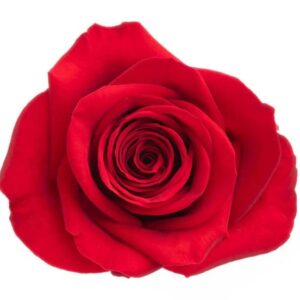 Roses Freedom