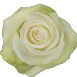 Roses Mondial