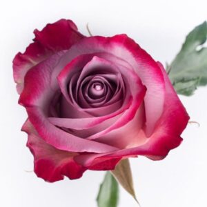 Roses Deep purple
