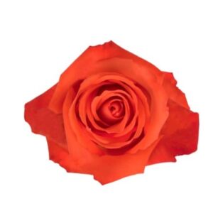 Roses New face