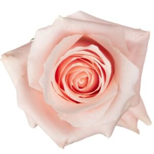 Roses Believe in pink