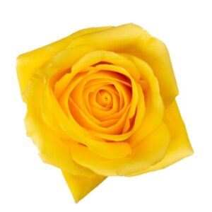 Roses Gisele