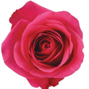 Roses Hot Party