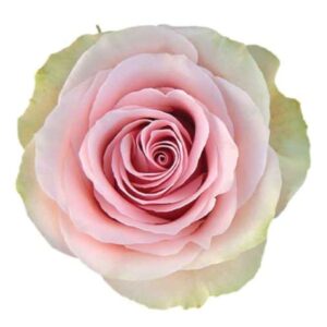 Roses Frutteto