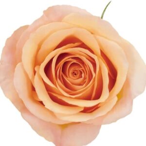 Roses Shimmer