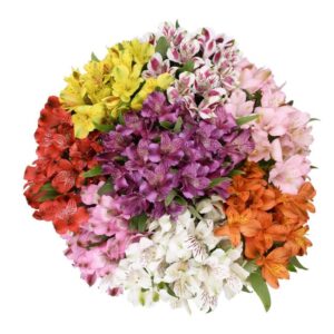 Alstroemeria Assorted