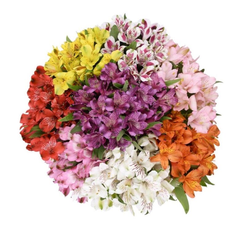 ALSTROEMERIA