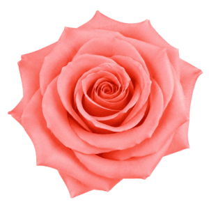 Roses Engagement