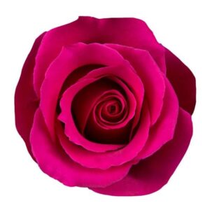 Roses Jacaranda