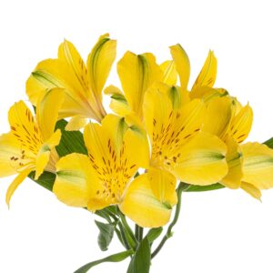 Alstroemeria Sunny Lady