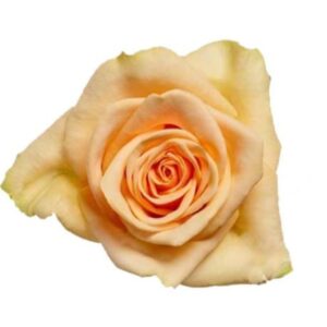 Roses Tiffany
