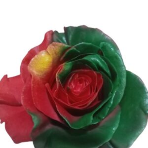 Rose Portugal