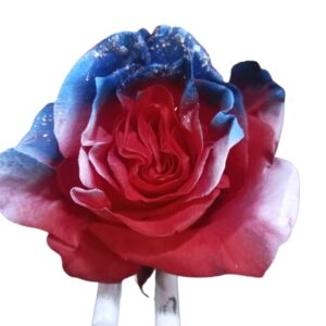 Rose United States