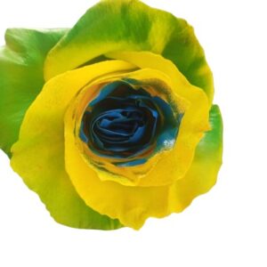 Rose Brazil