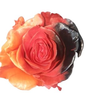 Rose Germany