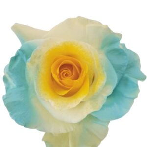 Rose Argentina