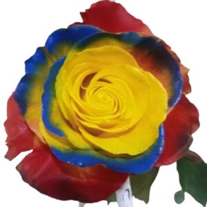 Rose Colombia