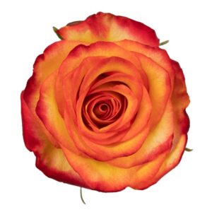 Roses High & Magic