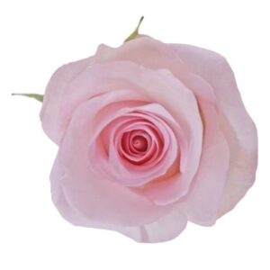 Roses Luciano