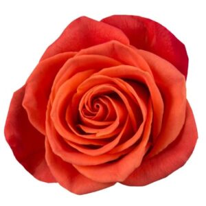 Roses Orange Crush