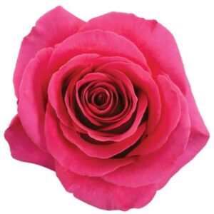 Roses Pink Floyd