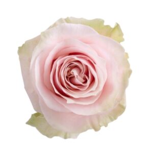 Roses Pink Mondial