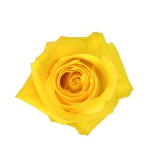 Roses Stardust