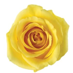 Roses Super Sun