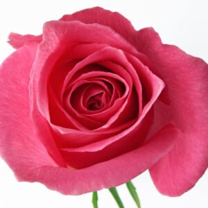 Roses Tabatha