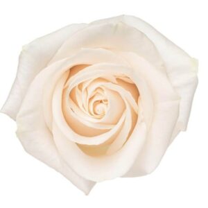 Roses Vendela