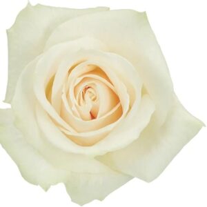 Roses White Shimmer