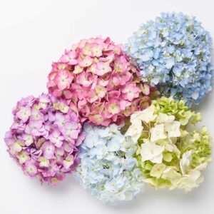 Hydrangea Assorted