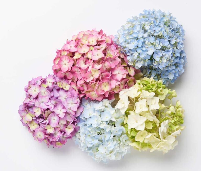 HYDRANGEA