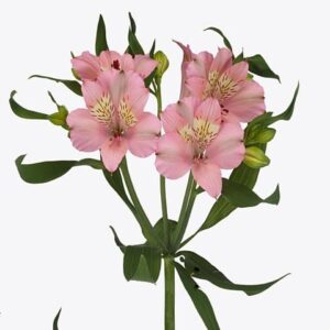 Alstroemeria Stephanie