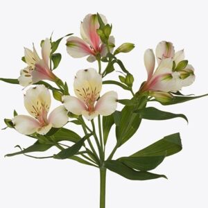 Alstroemeria Champagne