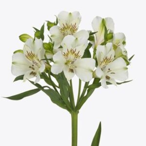 Alstroemeria Concorde