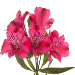Alstroemeria Lucia