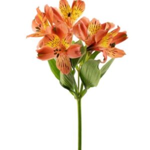 Alstroemeria Tangerine