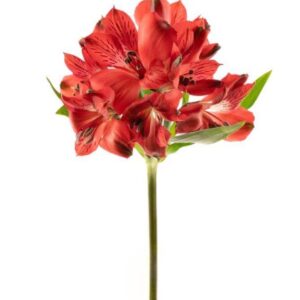 Alstroemeria Nadya