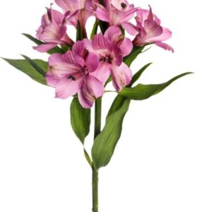 Alstroemeria Layla