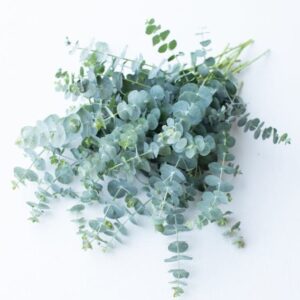 Eucalyptus Baby