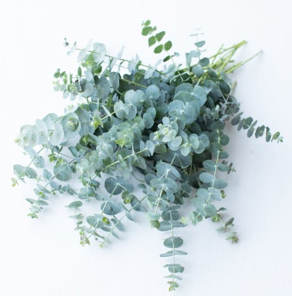 FOLIAGE / GREENS