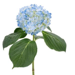 Hydrangea Blue