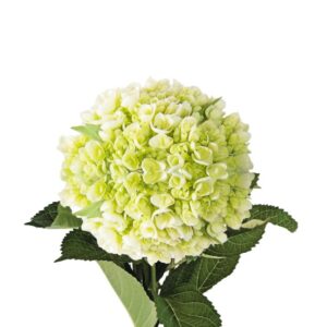 Hydrangea Minni Green