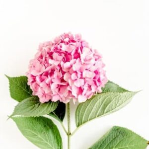 Hydrangea Pink