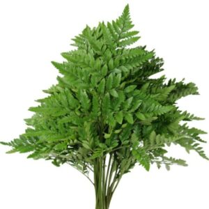 Fern