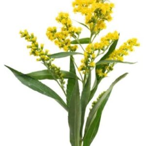 Solidago