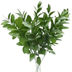 Ruscus